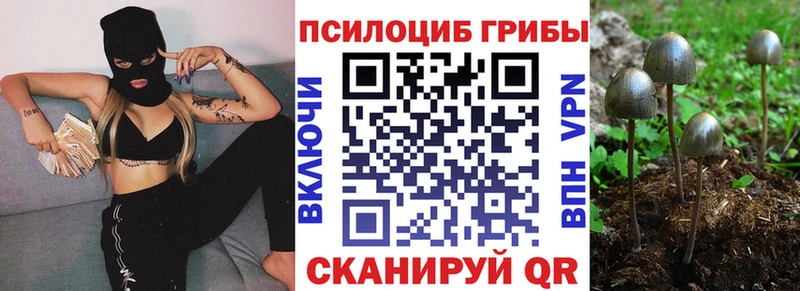Псилоцибиновые грибы Psilocybe Козельск